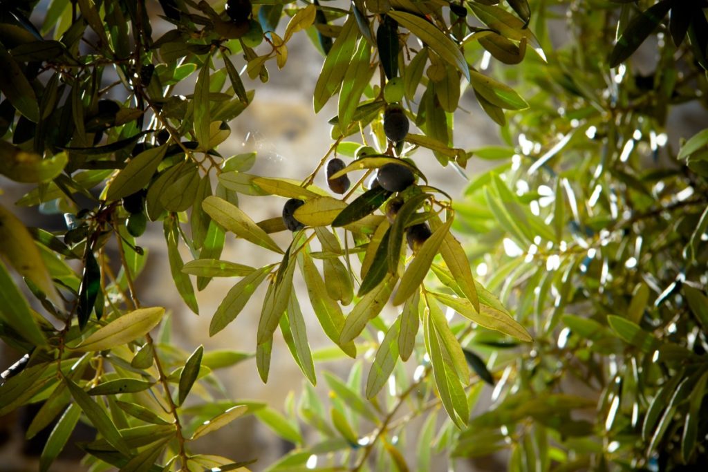olive3