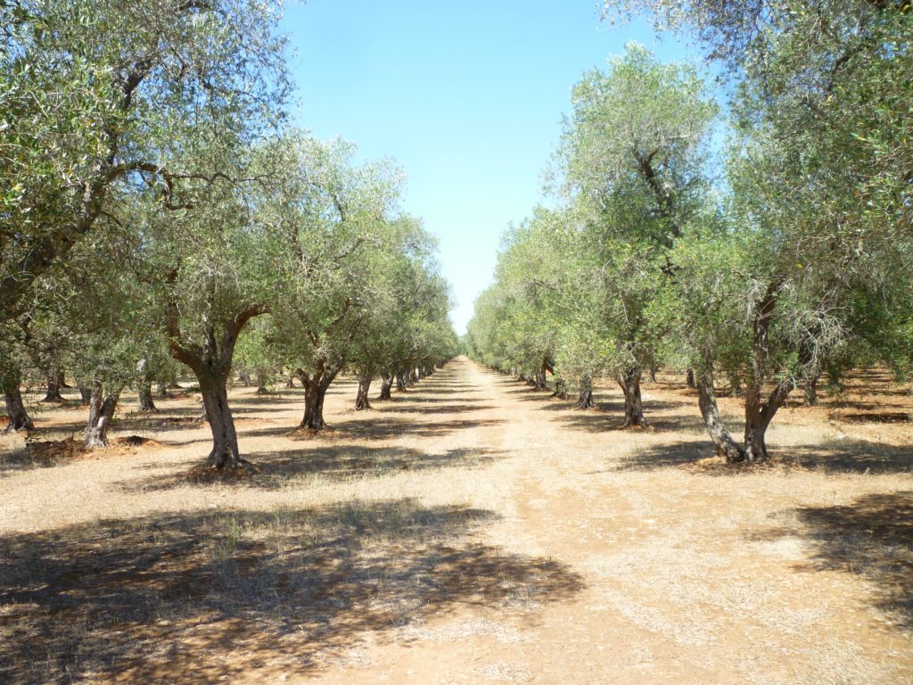 olive4