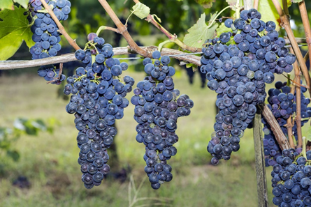 Il vino aglianico aiuta a combattere il cancro